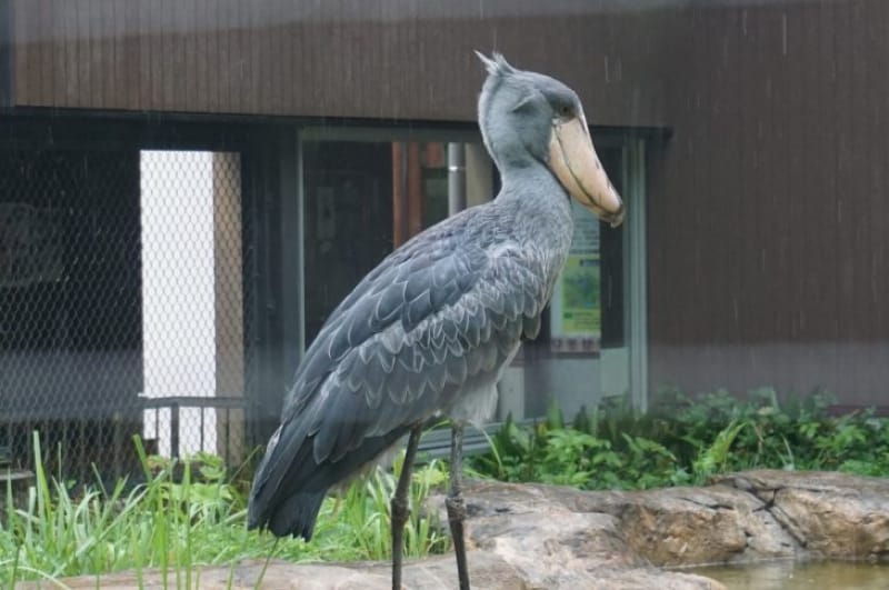 100727:さぁ、のいち動物公園で動物たちと触れあおう!