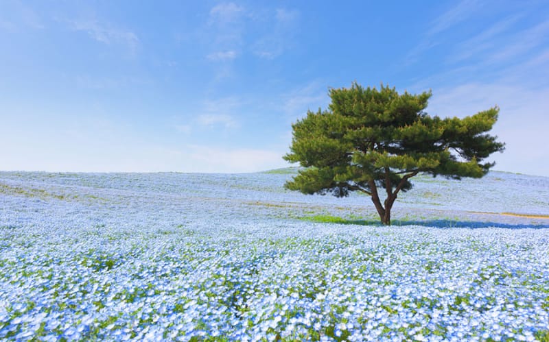 TOP1 国営ひたち海浜公園のネモフィラ畑/茨城県