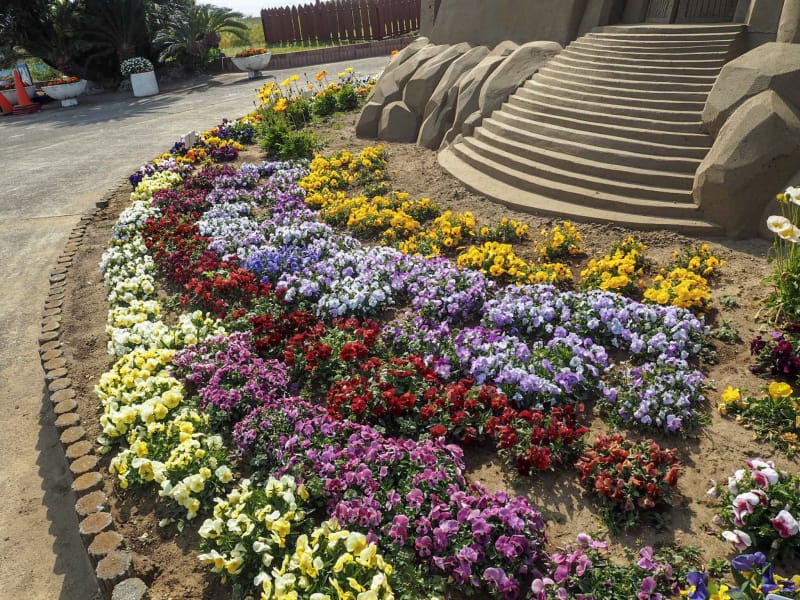 館山ファミリーパークは別名ポピーの里 花とサンドアートを見よう Tabiyori どんな時も旅日和に