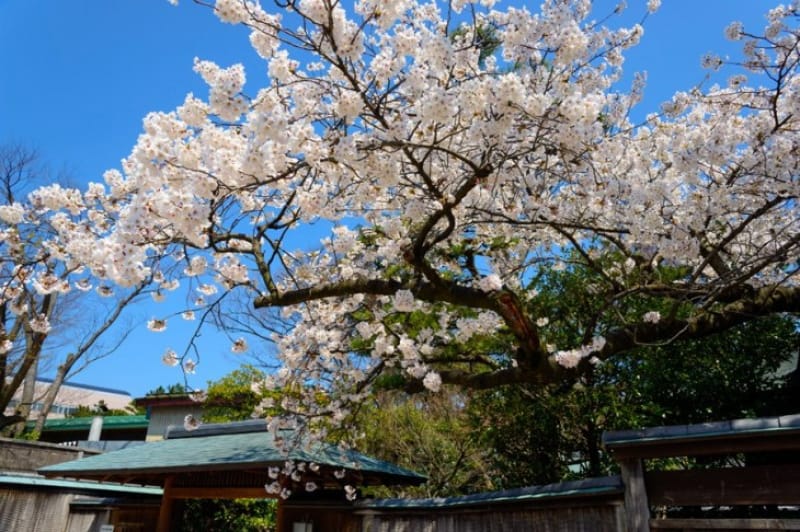 白山神社の門そばに咲いている桜の木と、ピンク色が目印の新潟市役所庁舎です。