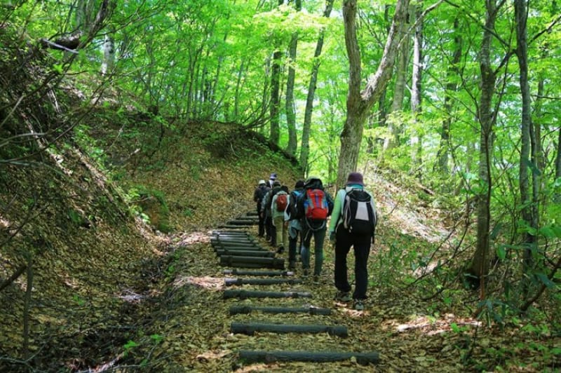 「夏」の見どころといえば、白神山地