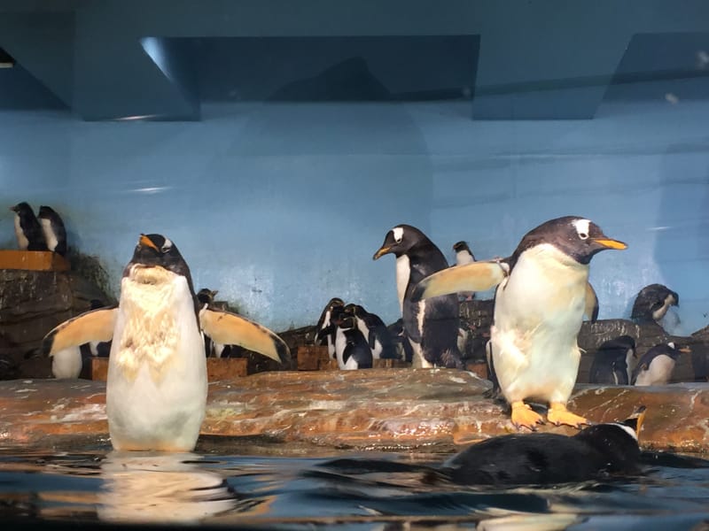男鹿水族館GAOへホッキョクグマの豪太に会いに行こう tabiyori どんな時も旅日和に