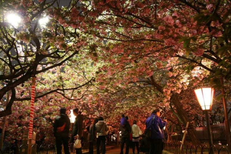 96448:日本の桜の奥深さを見せてくれる「造幣局 桜の通り抜け」