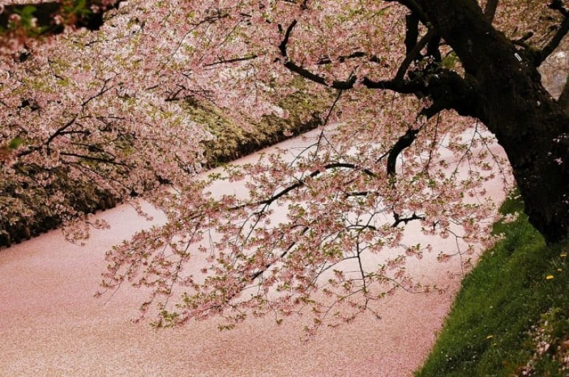春夏秋冬、様々な顔を見せる桜の世界