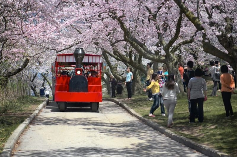 可愛らしいトロリーバスで公園内を周遊