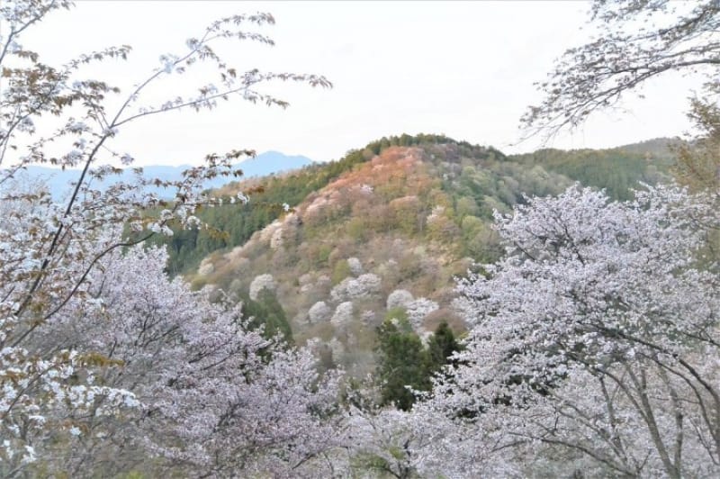 100440:夕映えのする山桜