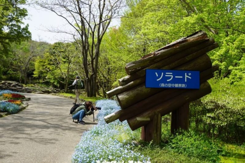 97186:標高82メートルからの景色を堪能できるソラード(森の空中観察路)
