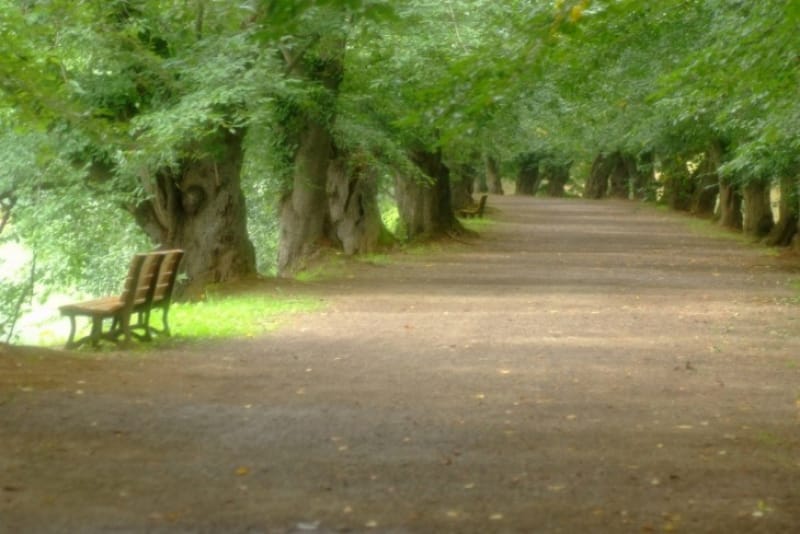 弘前公園ではどんなイベントがやってるの?