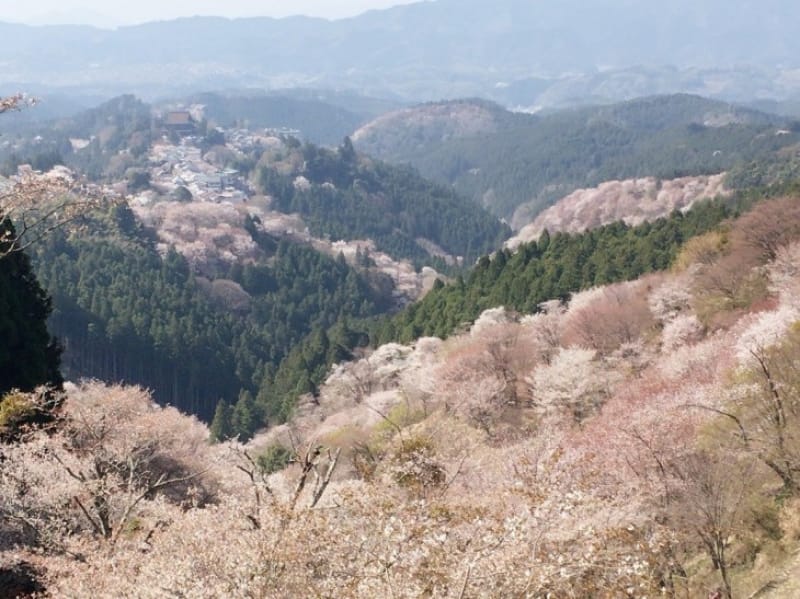 96326:吉野山と桜