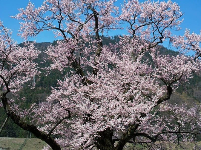 94311:大崎桜に少し早い時期は「見返りの桜」、清水の桜が満開