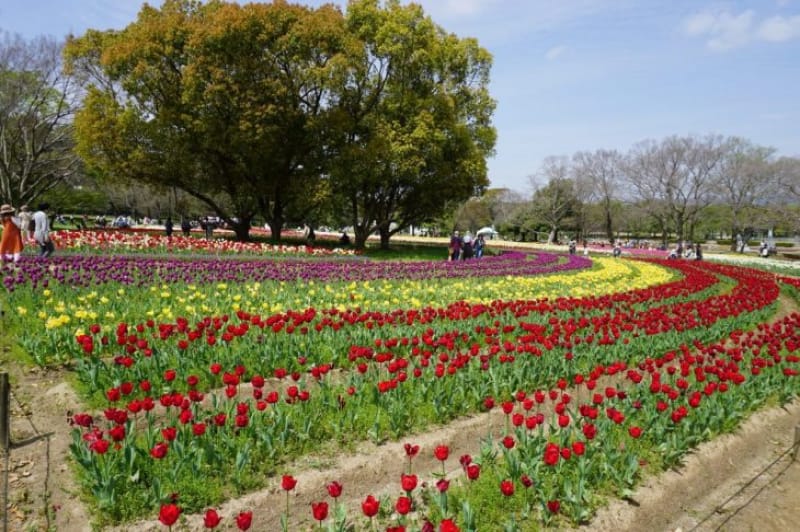 97193:色とりどりのチューリップが顔を並べる「チューリップの花園」