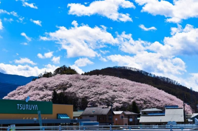 96756:「山全体がピンク!」になる弘法山