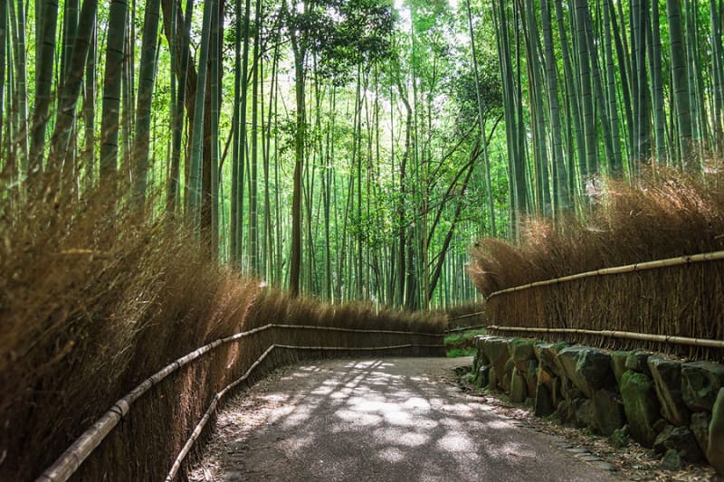 TOP3 竹林の道/京都