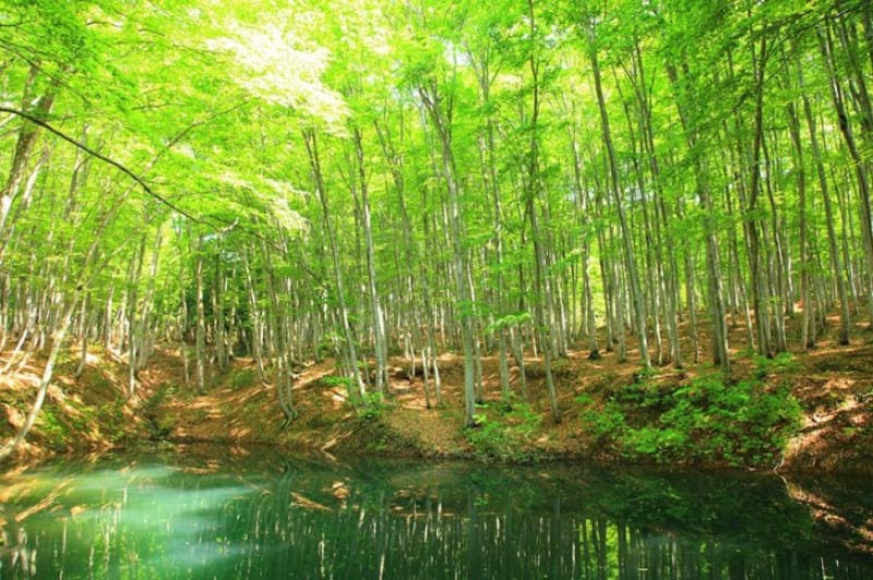 誰もが息を呑む絶景! 美人林