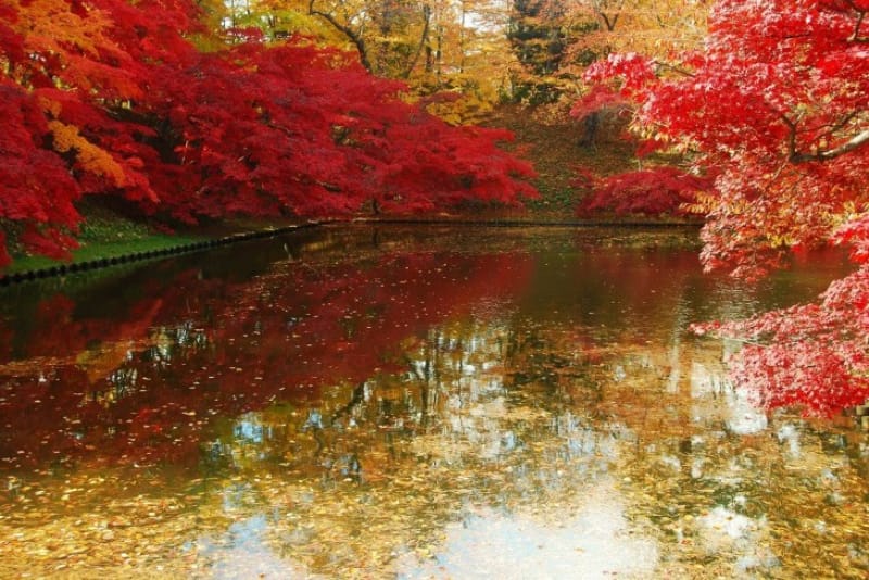 弘前公園は桜だけじゃない!こんなに美しい紅葉