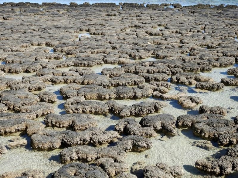 世界最古の地球の姿 シャーク湾の過去と現在 Tabiyori どんな時も旅日和に