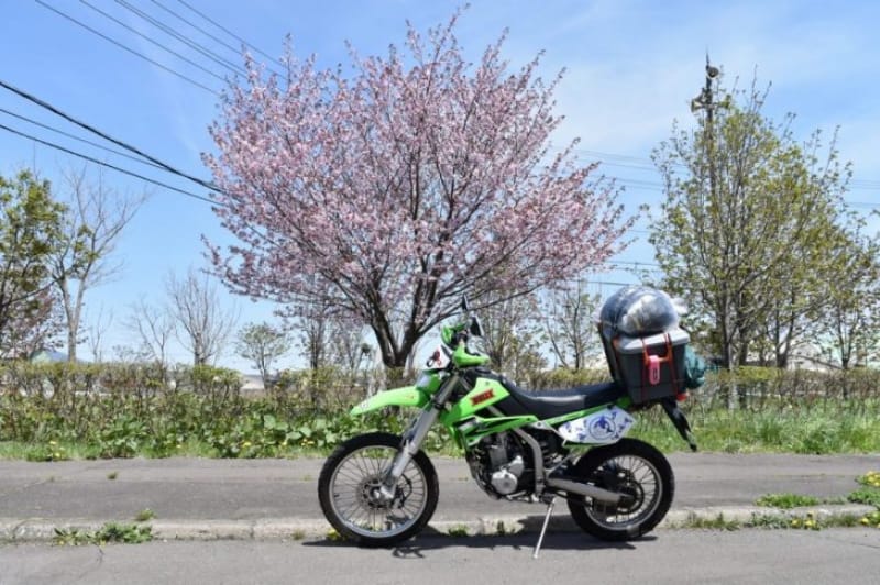 97381:気温も桜前線も上昇中