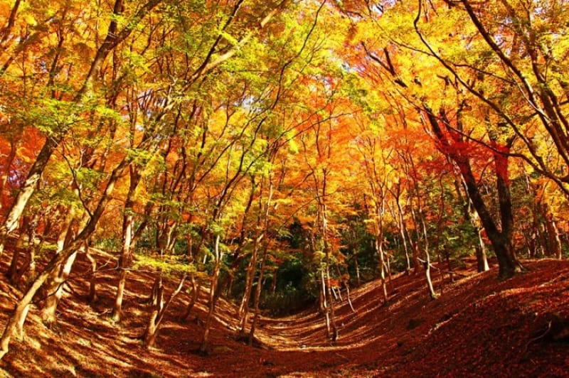 もみじまつりと紅葉のトンネル・香嵐渓