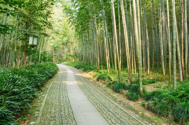 竹のグリーンが美しい 雲棲竹径