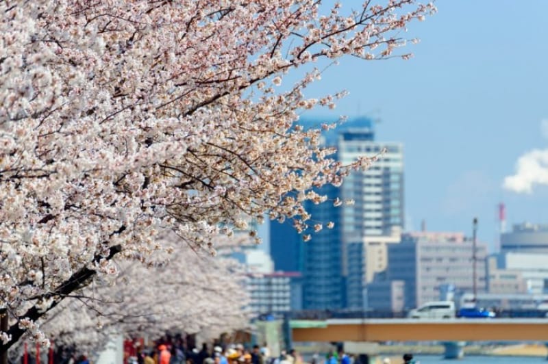 桜の見ごろである春頃の、新潟市やすらぎ堤と万代周辺のビル群です。