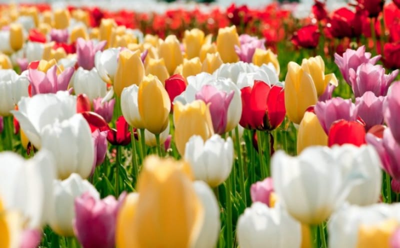 新潟市の花であるチューリップの写真です。