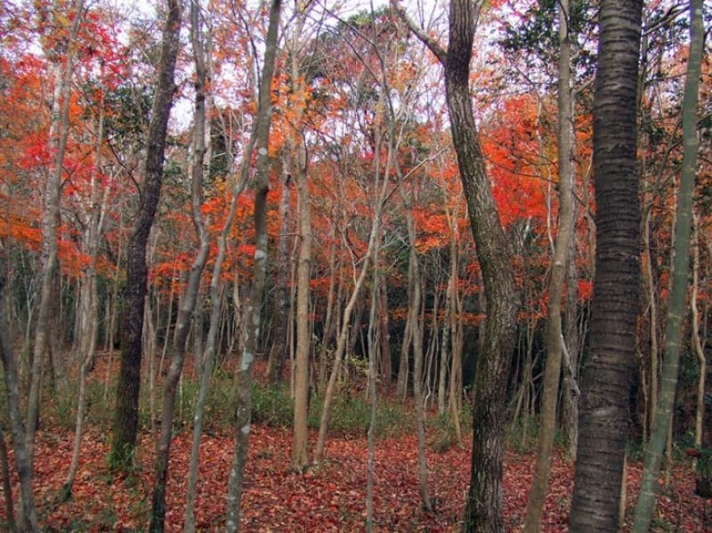 ちょっと変わった紅葉を楽しむ 霧島アートの森