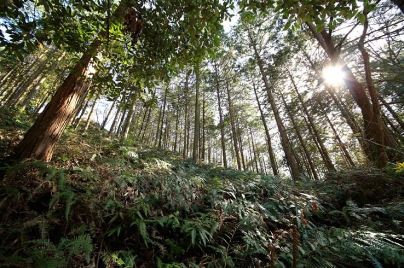 天然の要塞・大野城
