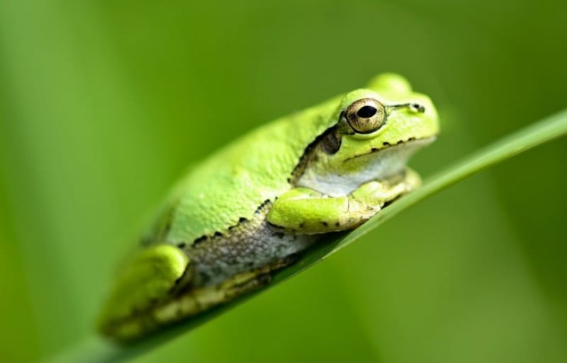 あわしまマリンパークには「かえる館」があります