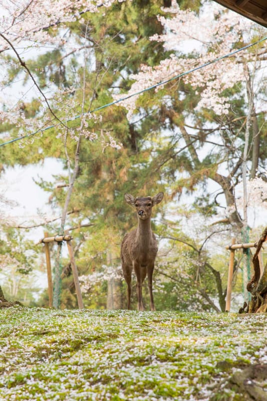 奈良の定番お花見スポット・奈良公園