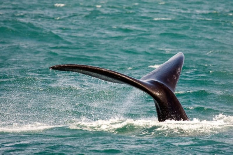 ボートに乗らなくてもクジラが目の前に・ホエールウォッチング