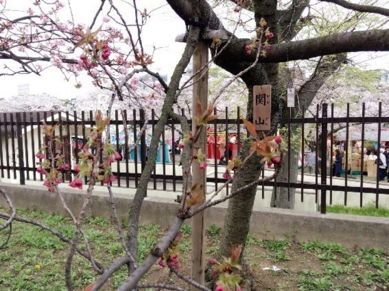 96412:「桜の通り抜け」 いつ開催するの?