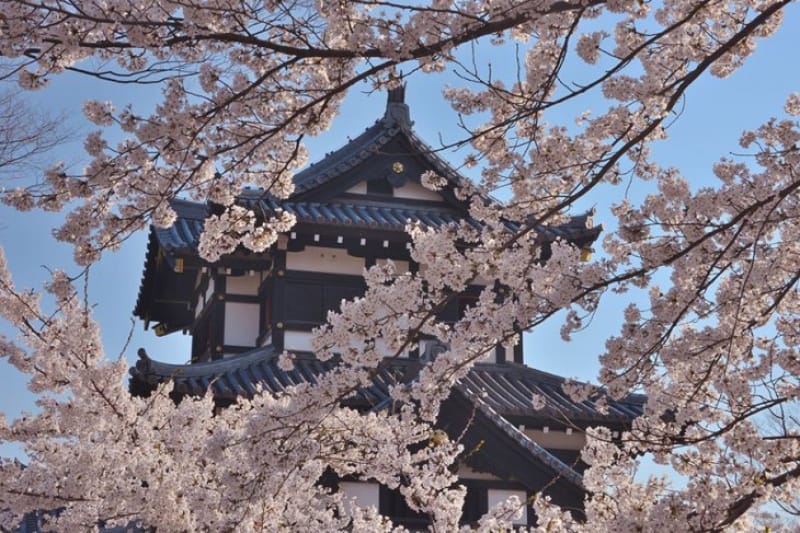 高田城で観る美しき桜