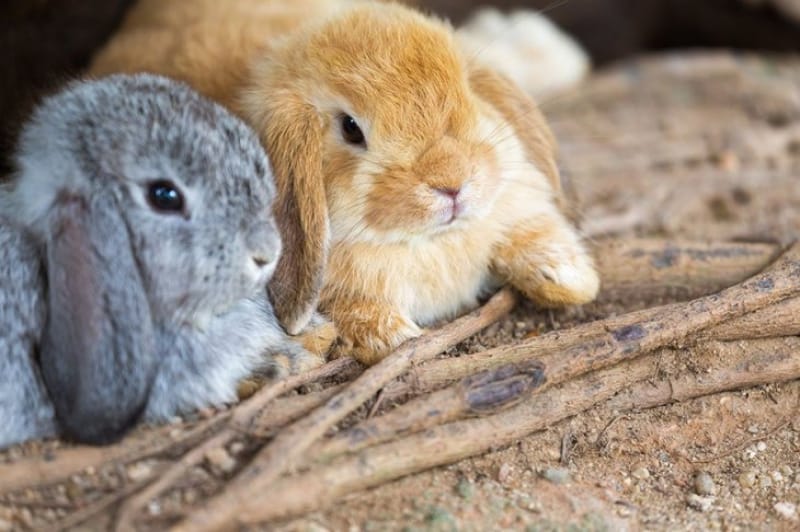 動物たちとの触れ合いも満喫!