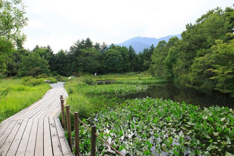 さまざまな植物に出会える・箱根湿生花園