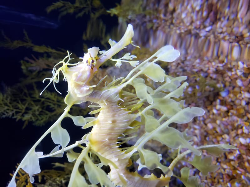 ラホヤは海岸沿いがとても綺麗 高級リゾート地を散策しよう Tabiyori どんな時も旅日和に Part 2