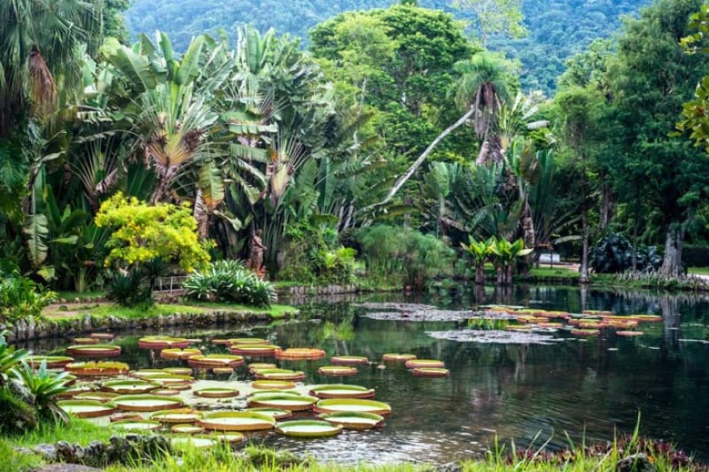 植物園で熱帯植物を堪能