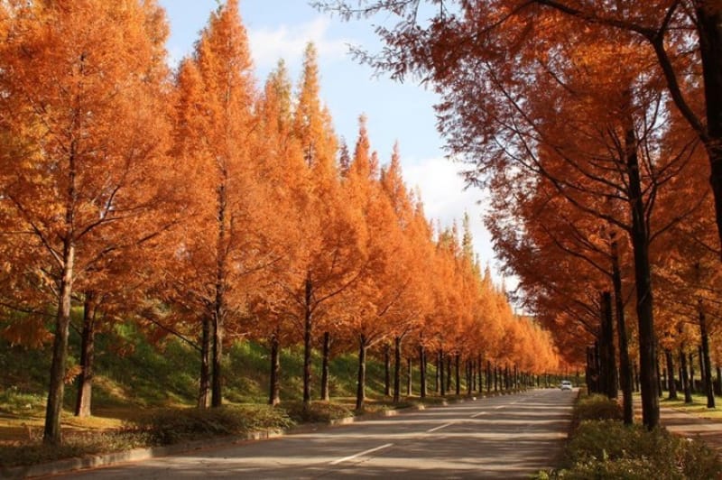 兼六園に太陽が丘メタセコイヤ並木道 石川県金沢市の素晴らしい紅葉スポットの数々 Tabiyori どんな時も旅日和に