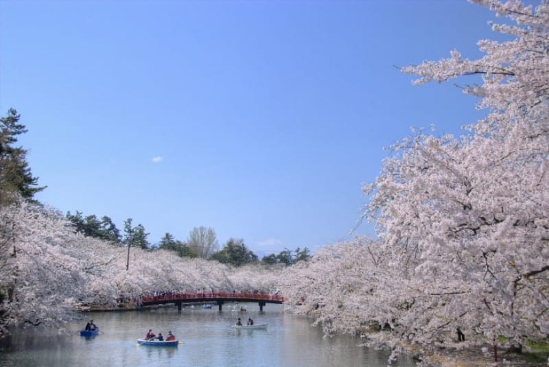弘前城の桜祭りってなに?