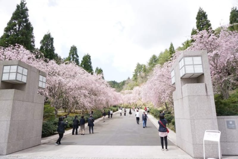 97226:待っていたのは、絶景の桜並木