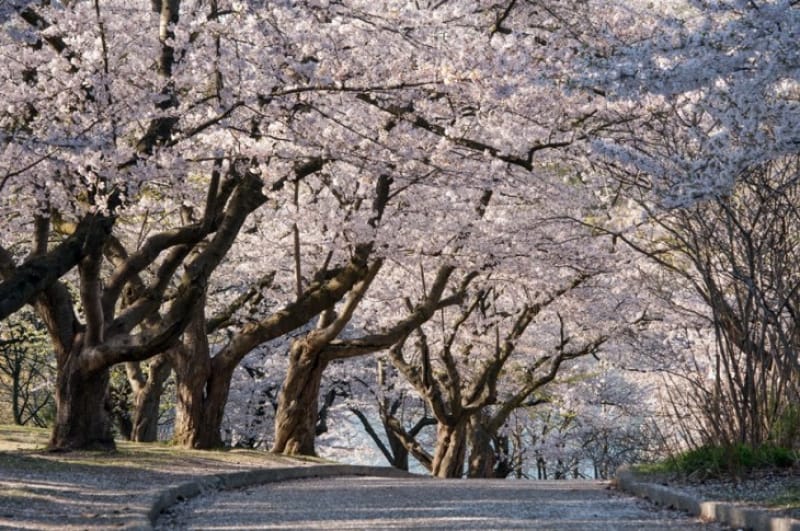 美しい日本の桜がここトロント、ハイパークで観ることができます
