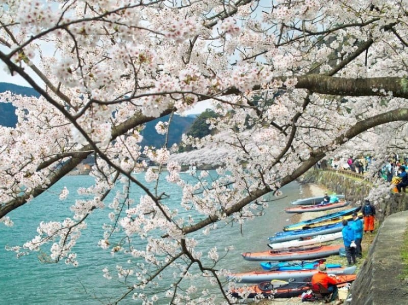 94306:おだやかな琵琶湖に満開の桜