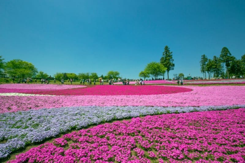 芝桜で視界がピンク!・埼玉県〈秩父羊山公園〉