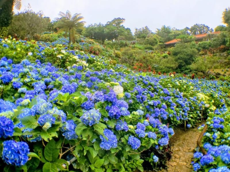 98478:沖縄に咲く紫陽花の奥深さを味わえる「よへなあじさい園」へ出かけよう!