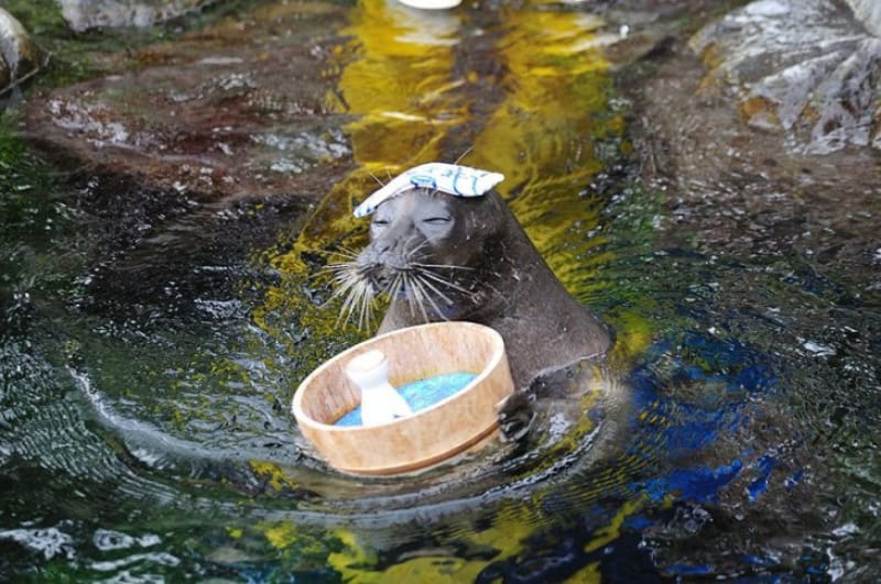 バリエーション豊かな湯を・箱根小涌園ユネッサン