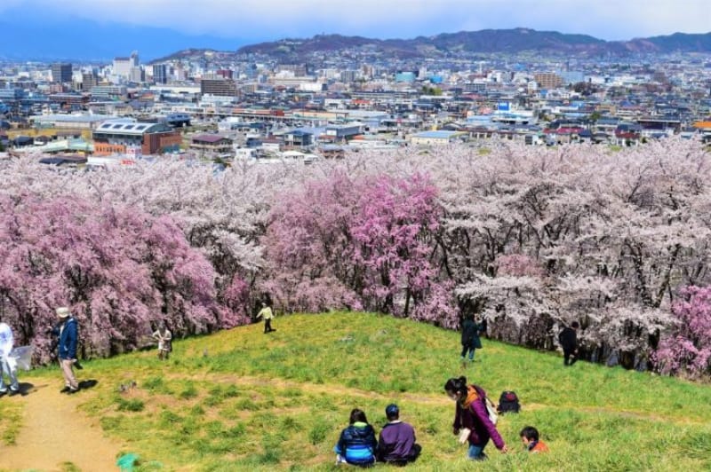 96771:全国的にも桜を上から見下ろす風景は珍しい!