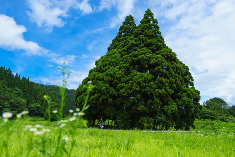 まるでトトロそっくりの杉の木