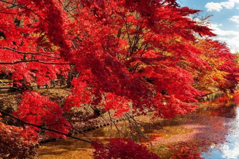 「秋」の紅葉の見どころといえば、弘前城