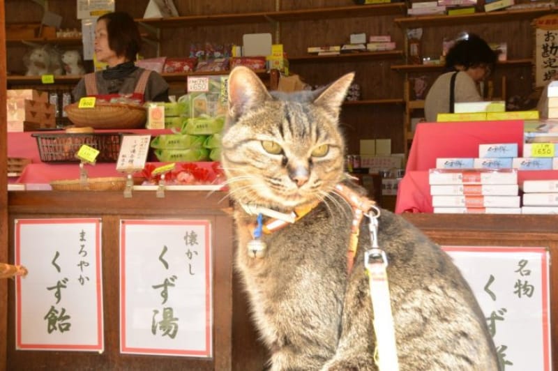 100420:看板猫とじゃれあってみる