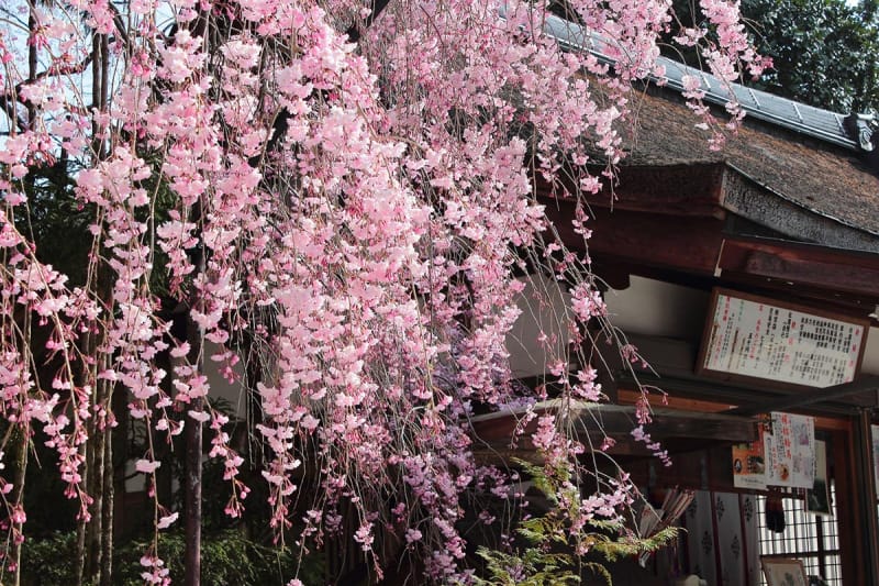 枝垂桜が綺麗なんです!