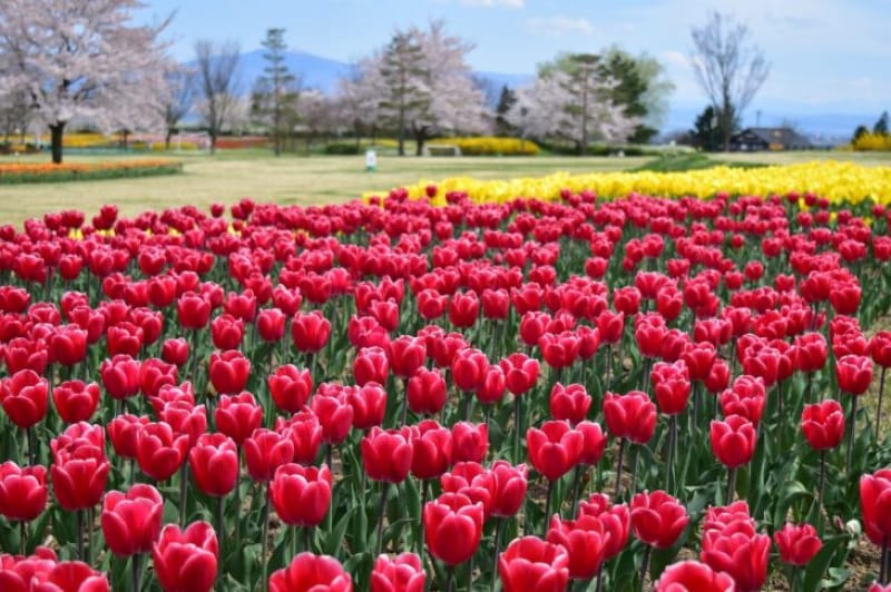 96898:あずみの公園にあるチューリップはなんと68種類、222万本!